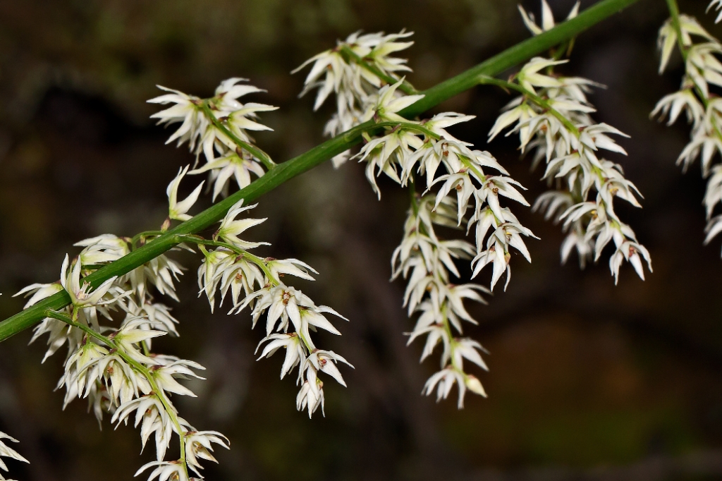 C6D_2013_08_16-09_13_40-3149.jpg - Common Featherbells (Stenanthium gramineum)