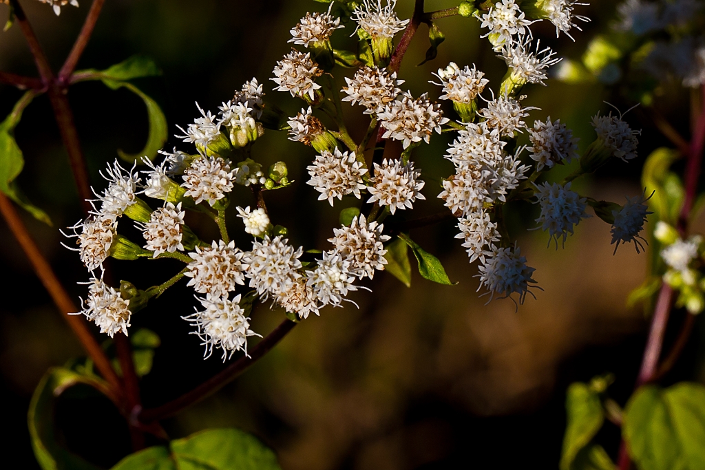 C6D_2013_09_07-07_26_38-3403a.jpg - White Snakeroot (Ageratina altissima)