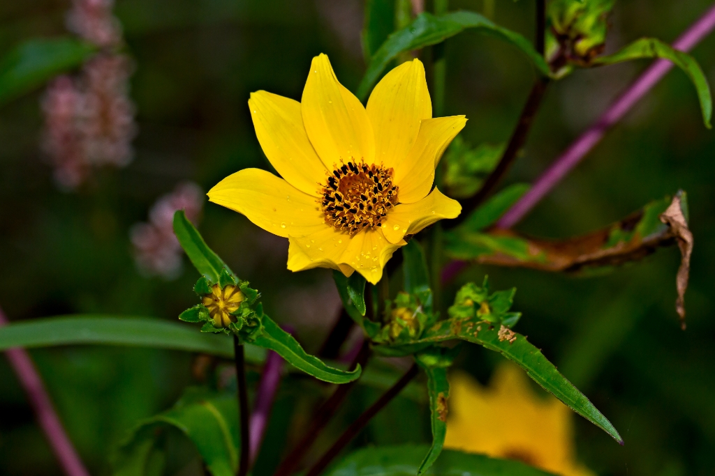 C6D_2013_09_28-07_05_26-3729.jpg - Smooth Bur-marigold (Bidens laevis)