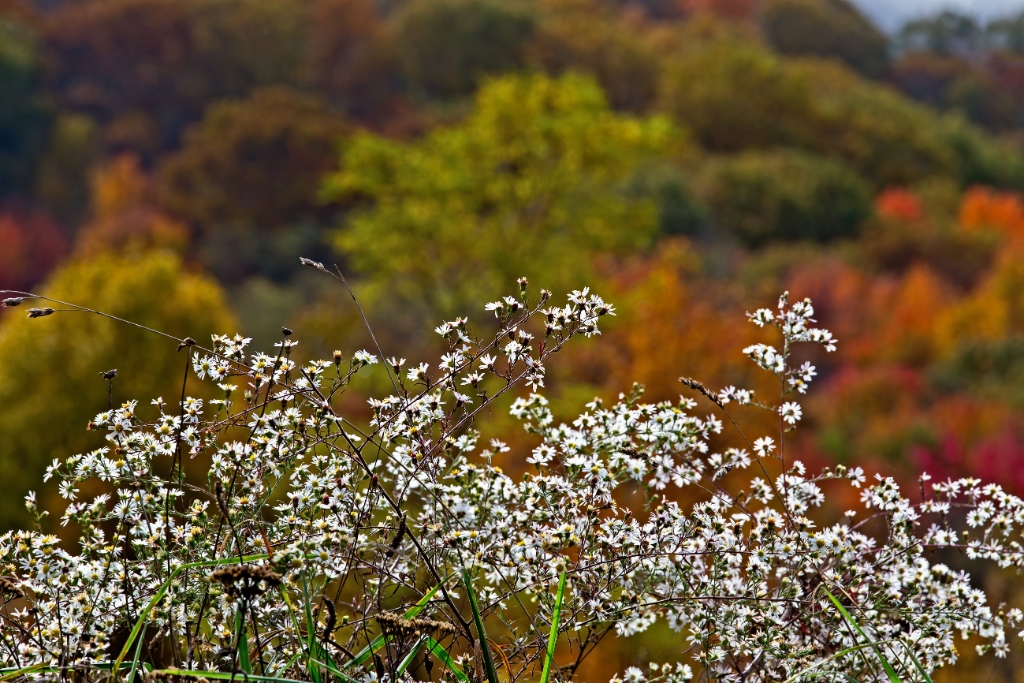 C6D_2013_10_15-08_57_32-4044.jpg - Frost Aster (Symplryotrichum pilosum)