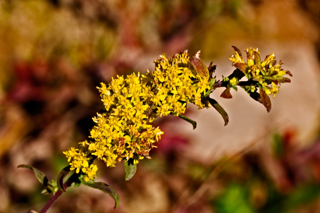 C6D_2013_10_20-09_36_19-4246.jpg - Gray Goldenrod (Solidago nemoralis)