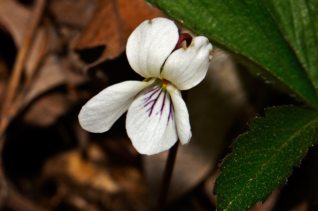 C6D_2014_05_09-08_37_35-1494.jpg - Sweet White Violet (Viola blanda)