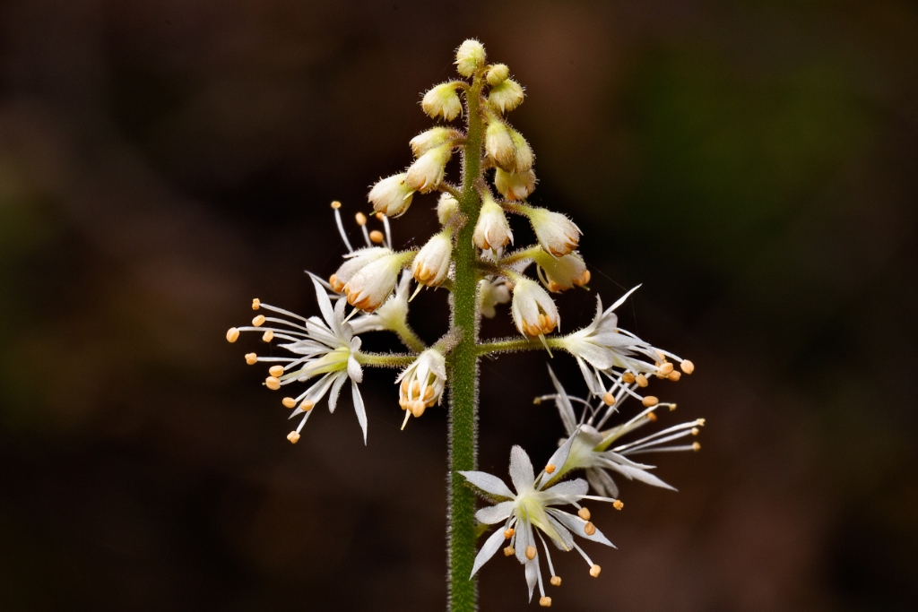 C6D_2014_05_09-10_11_29-1585.jpg - Heart-leaved Foamflower (Tiarella cordifolia)