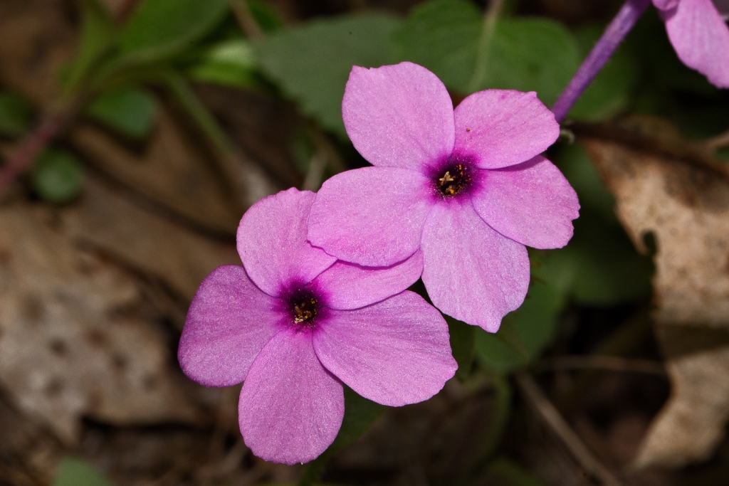 C6D_2014_05_09-10_39_13-1597.jpg - Mountain Phlox (Phlox ovata)