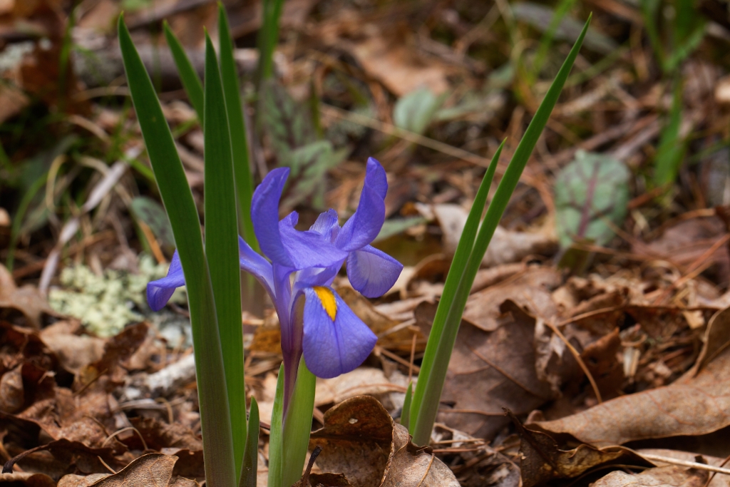 C6D_2014_05_09-12_28_54-1606.jpg - Dwarf Iris (Iris verna var. smalliana)