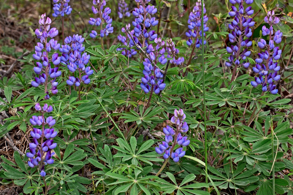 C6D_2014_05_09-13_31_52-1617.jpg - Sundial Lupine (Lupinus perennis)