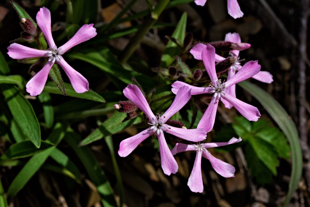 C6D_2014_05_18-09_23_01-1835.jpg - Wild Pink (Silene caroliniana)