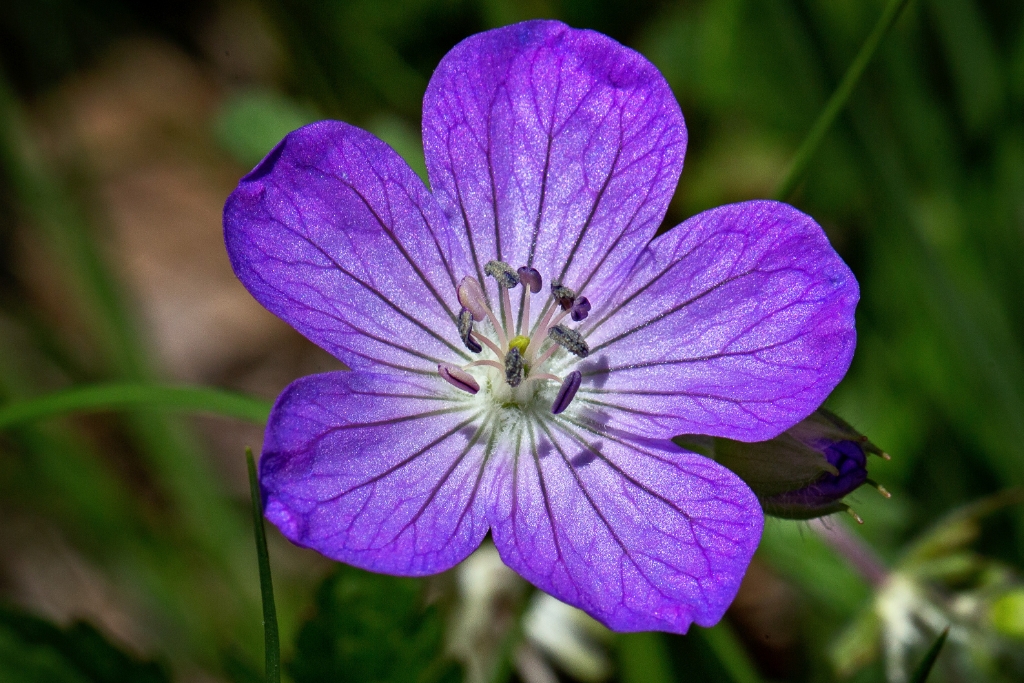 C6D_2014_05_18-11_11_11-1861.jpg - Wild Geranium (Geranium maculatum)