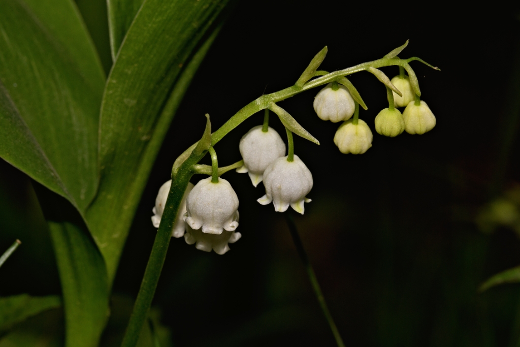 C6D_2014_05_25-08_52_41-2143.jpg - American Liiy-of-the-valley (Convallaria pseudomajalis)