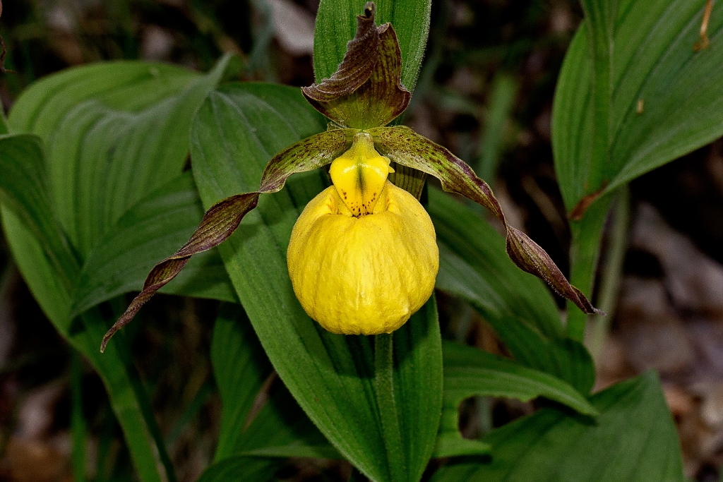 C6D_2014_05_25-10_12_44-2158c.jpg - Yellow Lady Slipper (Cypripedium parviflorum)