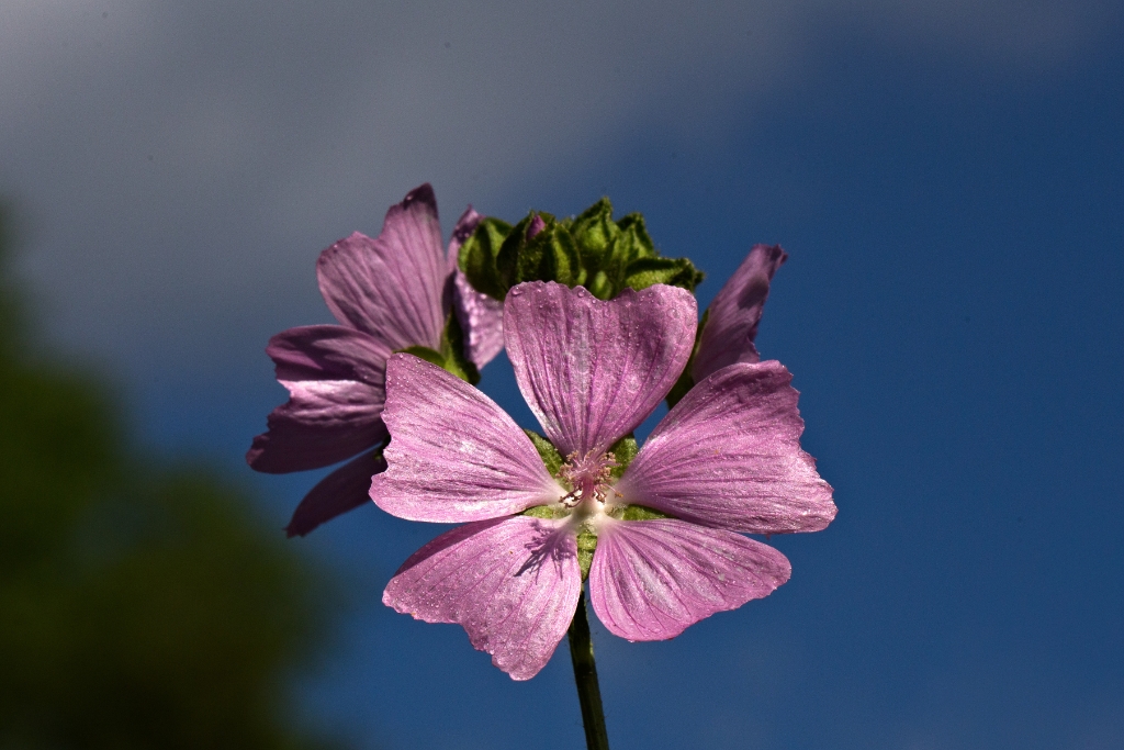 C6D_2014_06_27-08_42_30-2646.jpg - Musk Mallow (Malva moschata)