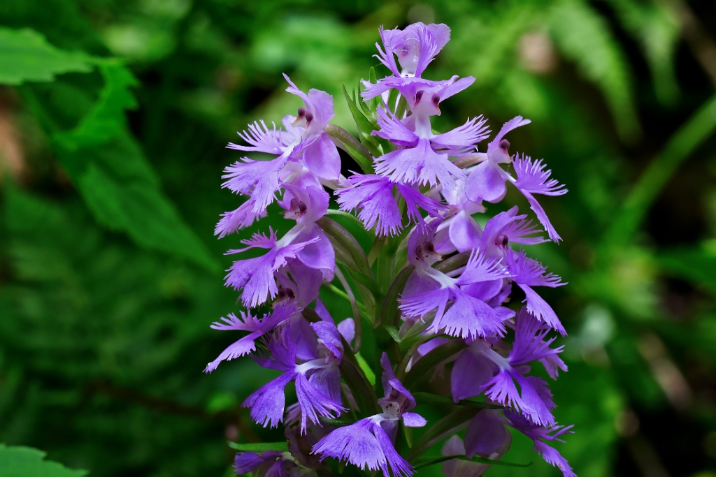 C6D_2014_06_27-10_51_24-2717.jpg - Large Purple Fringed Orchid (Platanthera grandiflora)