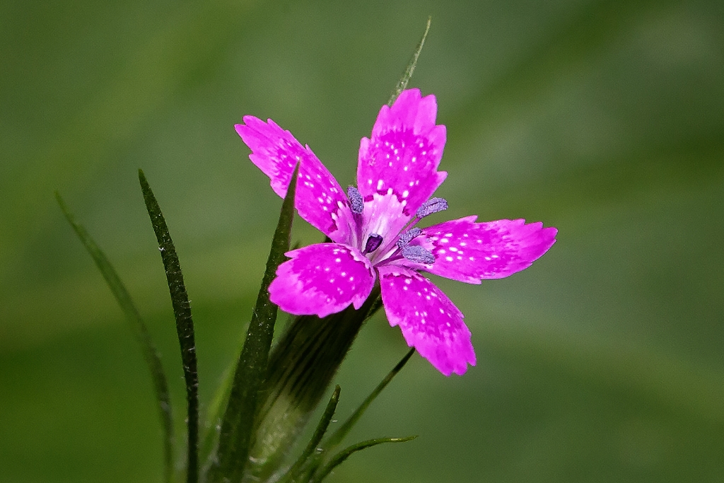 C6D_2014_06_27-13_02_55-2749.jpg - Deptford Pink (Dianthus armeria)
