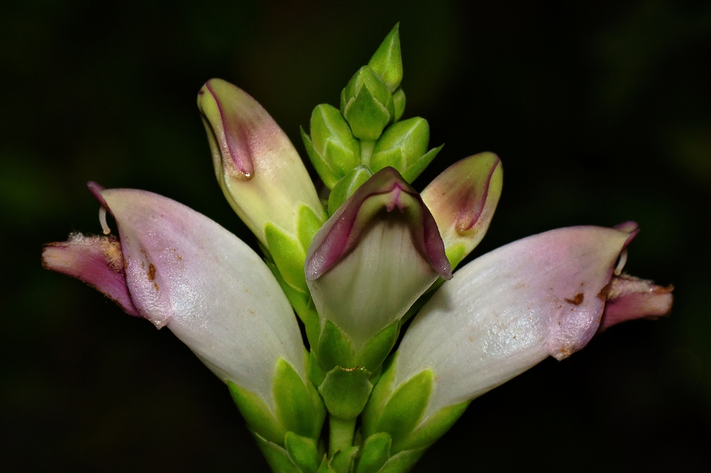 C6D_2014_08_16-09_11_23-2975.jpg - White Turtlehead (Chelone glabra)