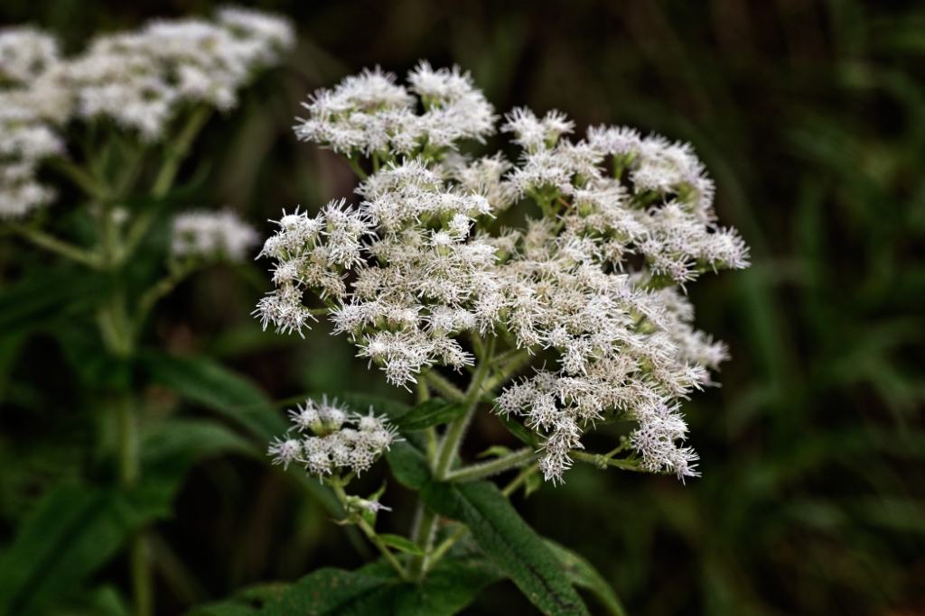 C6D_2014_09_03-09_57_42-3031.jpg - Common  Boneset (Eupatorium perfoliatum)