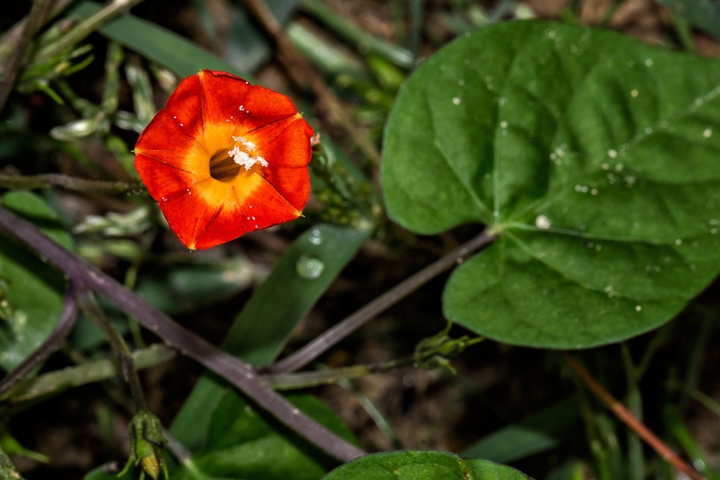 C6D_2014_10_16-09_51_34-3937.jpg - Scarlet Morning Glory (Ipomoea coccinea)