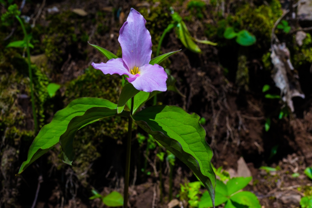 C6D_2015_05_08-10_21_19-7862.jpg - Large-flowered Trillium (Trillium grandiflorum)