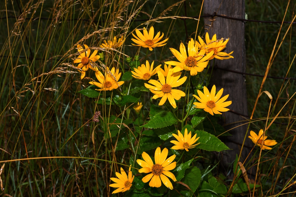 C6D_2015_07_07-06_11_40-8958.jpg - Smooth Oxeye (Heliopsis helianthoides)