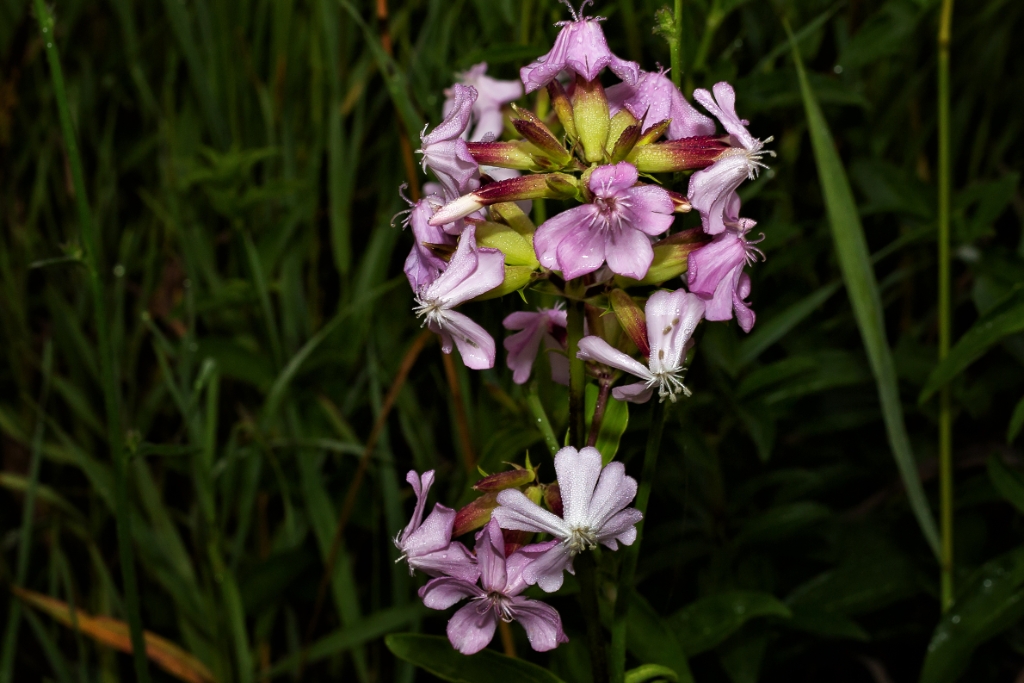 C6D_2015_07_07-06_15_25-8965.jpg - Common Soapwort (Saponaria officinalis)