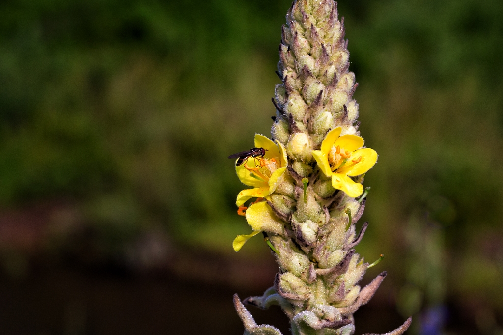 C6D_2015_07_07-07_38_10-8984.jpg - Common Mullein(Verbascum thapsus)