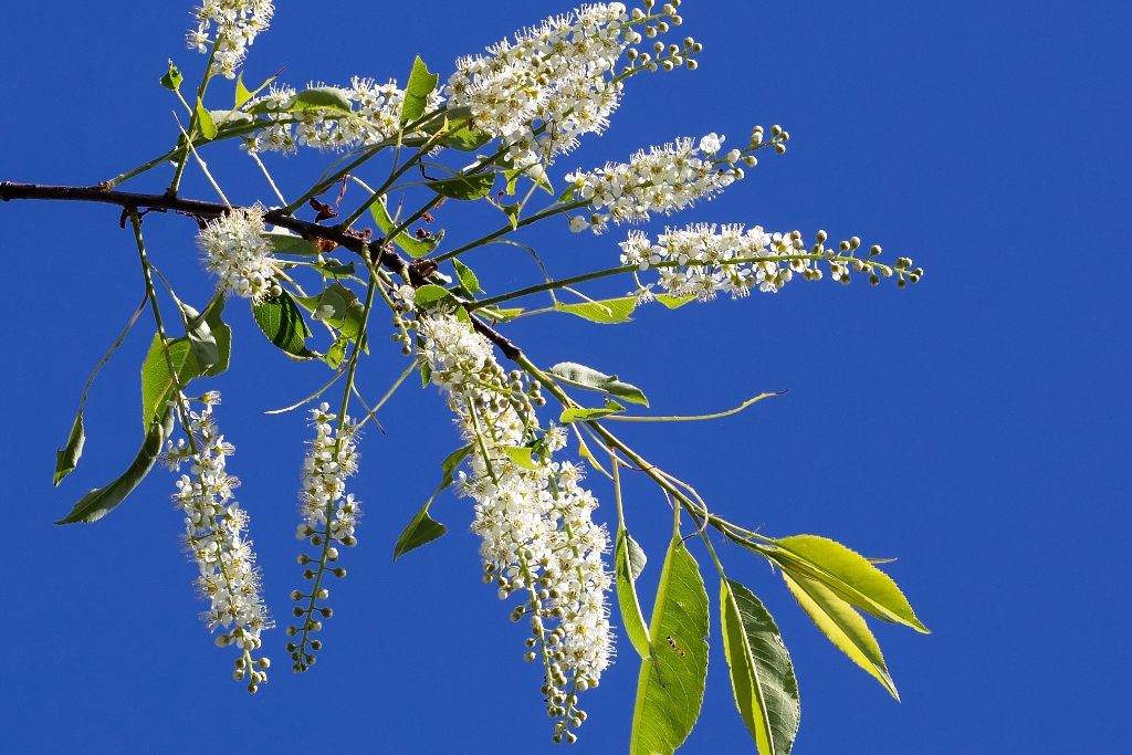 C6D_2016_04_25-09_21_00-3156.jpg - Black Cherry (Prunus serotina)