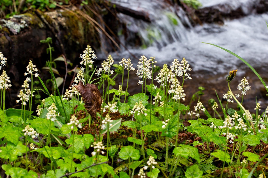 C6D_IMG_8922.jpg - Heart-leaved Foamflower (Tiarella cordifolia)