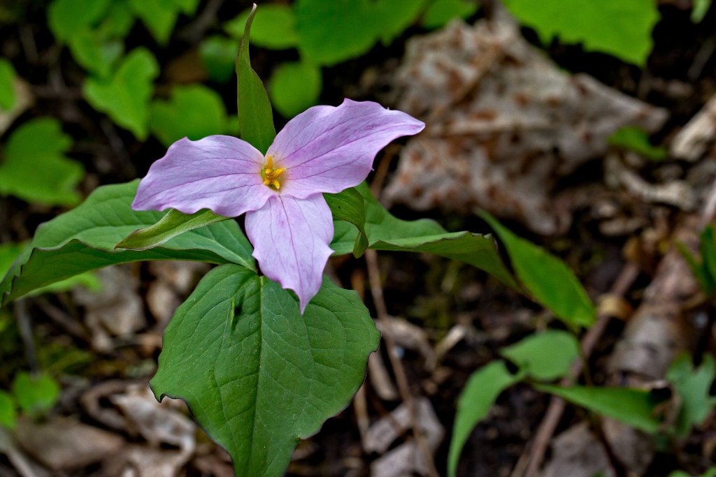 C6D_IMG_9498.jpg - Large-flowered Trillium (Trillium grandiflorum)