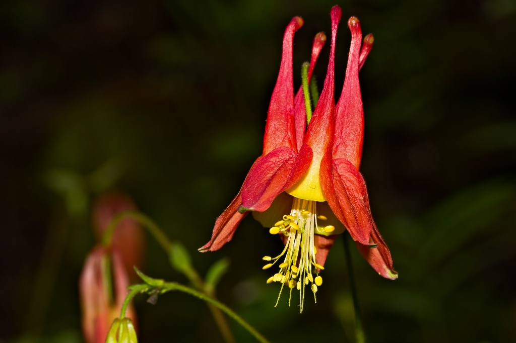 C6D_IMG_9742.jpg - Wild Columbine (Aquilegia canadensis)