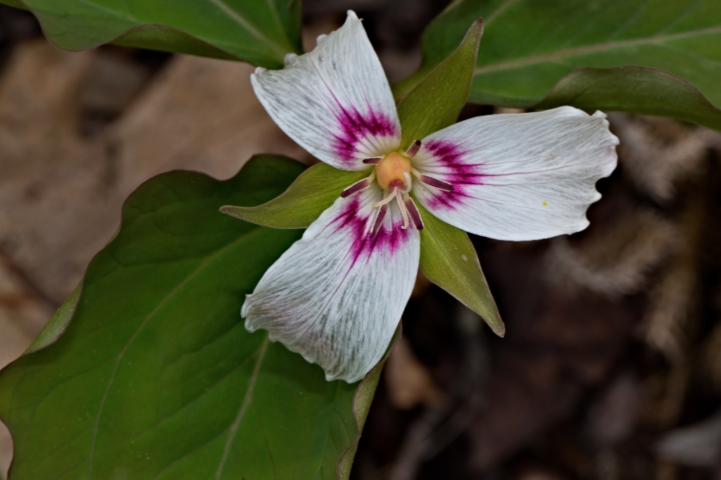 C6D_IMG_9830.jpg - Painted Trillium (Trillium undulatum)