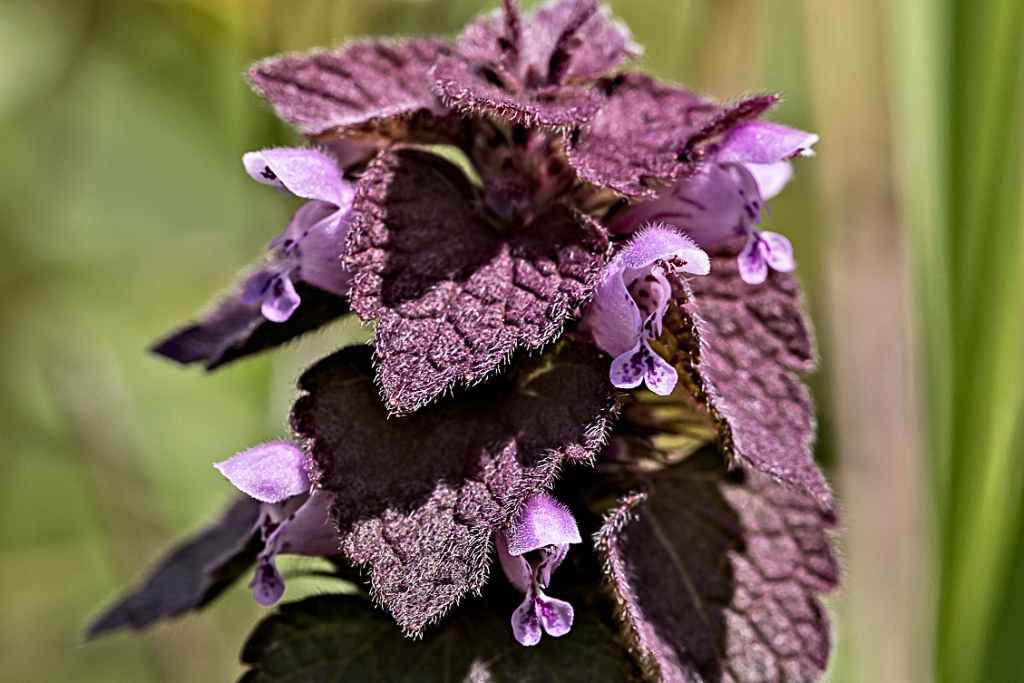 C6D_img_7442.jpg - Purple Dead-nettle (Lamium purpureum)