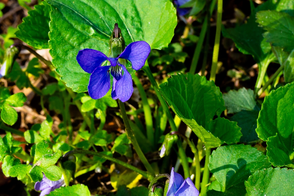 C6D_img_7634.jpg - Common Blue Violet (Viola sororia)