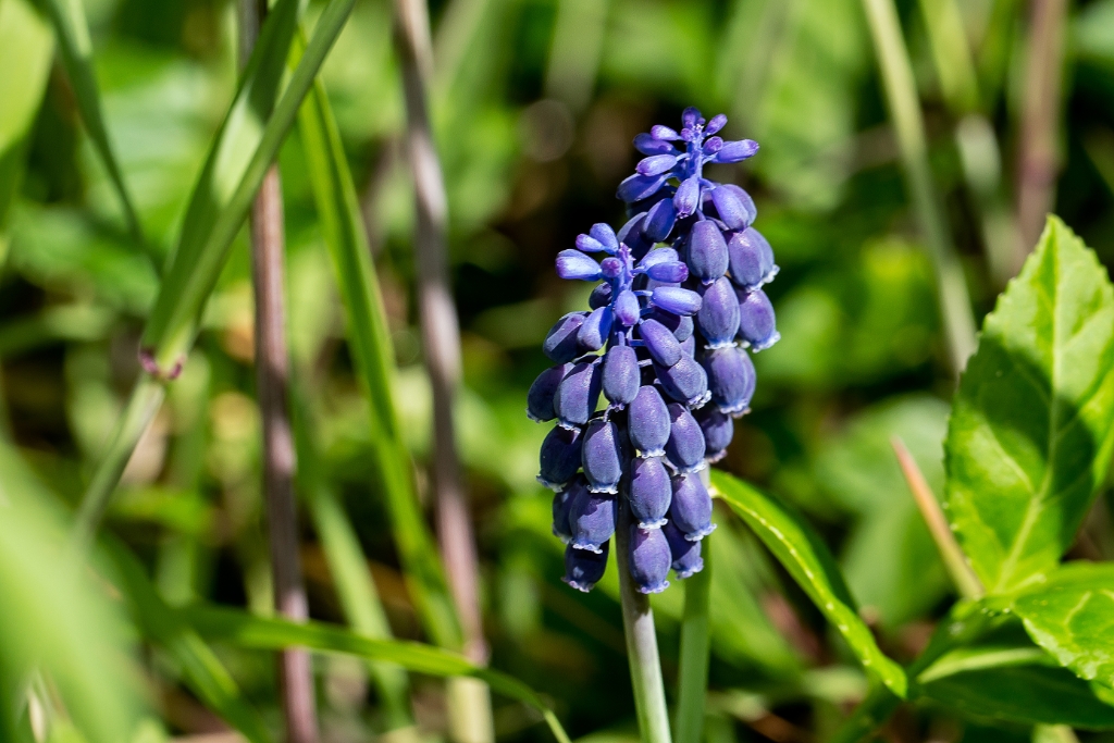 C6D_img_7708.jpg - Grape-hyacinth (Muscari sp.)
