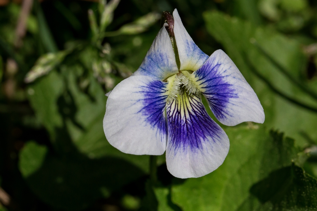 C6D_img_7764.jpg - Common Blue Violet (Viola sororia)