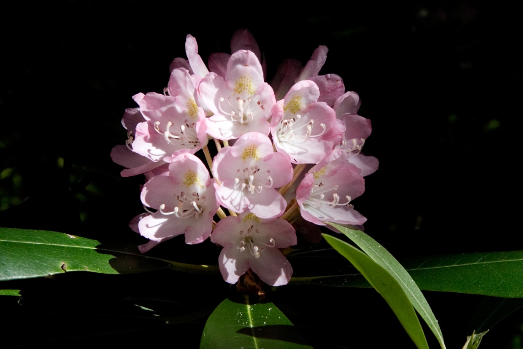 _MG_5886.jpg - Rhododendron
