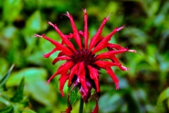 Beebalm