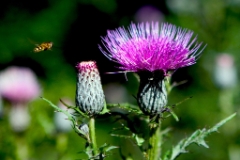 Thistle