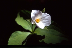 Trillium 1