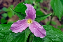 Trillium