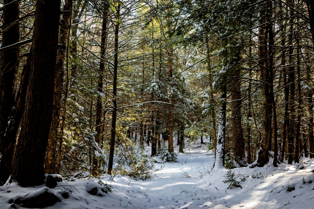 EOSR__2019_01_15_16_24-8123.jpg