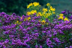7D2_2015_08_22-07_15_19-2204