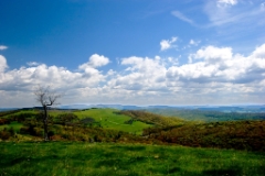 _MG_4423vc