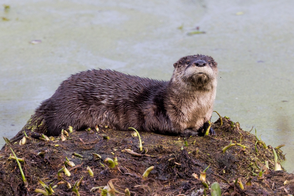 1DX2_2017_11_14-10_17_57-4776.jpg - Northern River Otter