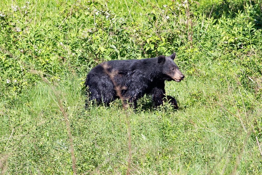 C6D_2013_06_04-08_09_45-0879.jpg - Black Bear