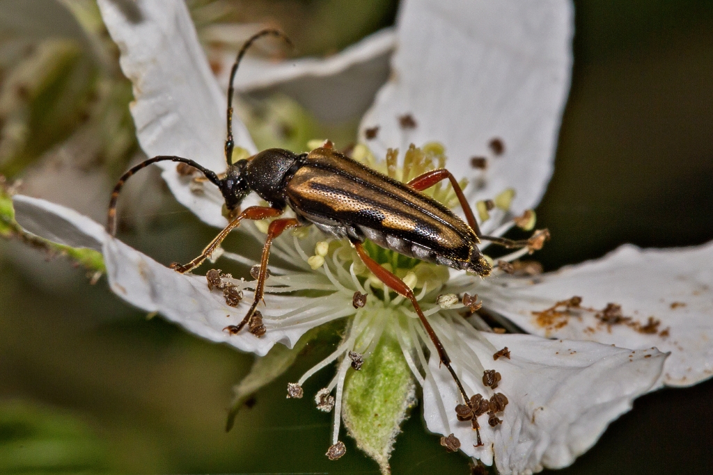 C6D_2013_06_12-08_51_36-1541.jpg - Flower Longhorn ( Analeptura lineola)