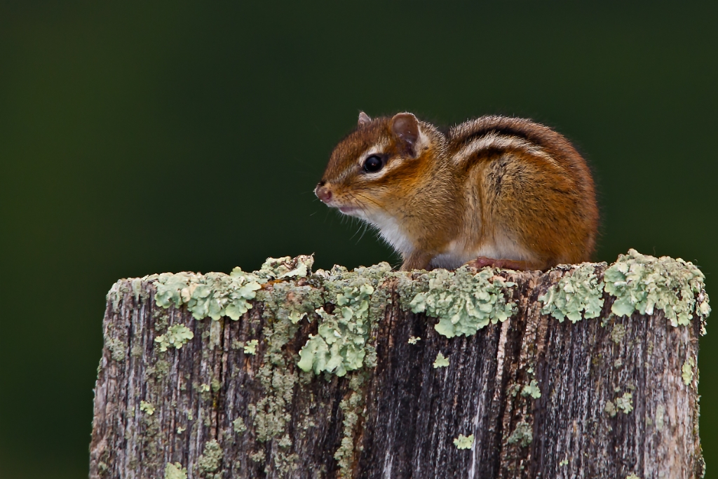 C6D_2013_06_20-06_27_17-1806.jpg - Eastern Chipmunk