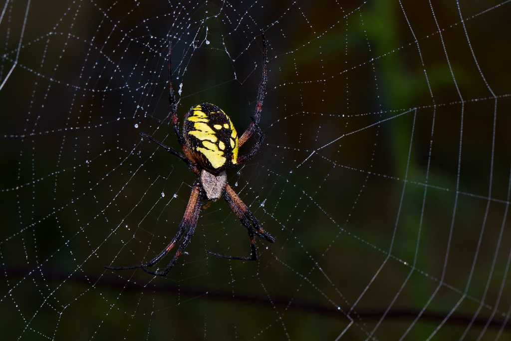 C6D_2013_09_07-06_51_33-3387.jpg - Black and Yellow Garden Spider(Argiope aurantia)
