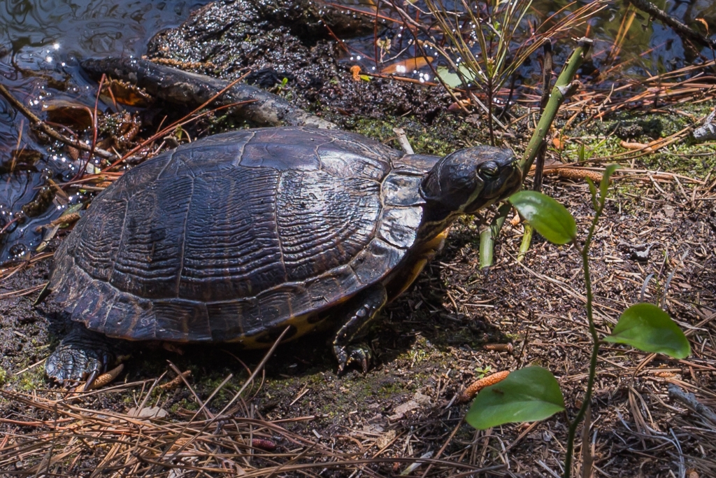 C6D_IMG_7810.jpg - Red-belly turtle