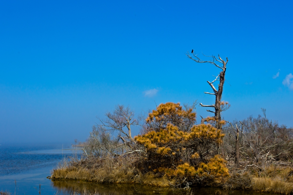 C6D_img_6573.jpg - Chincoteague, VA